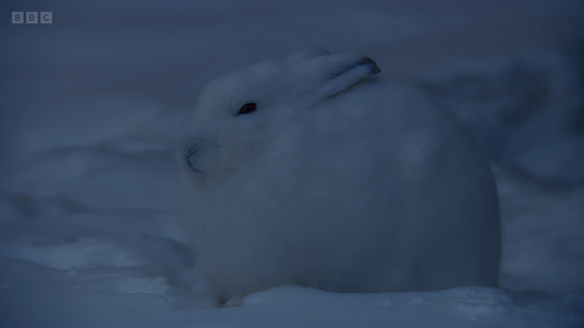 Arctic hare (Lepus arcticus monstrabilis) as shown in A Perfect Planet - The Sun